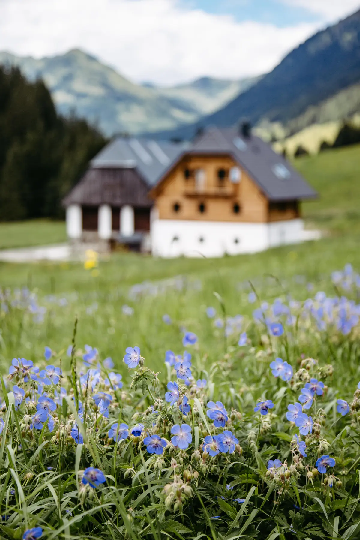 Detox Almhaus Sommer 2026