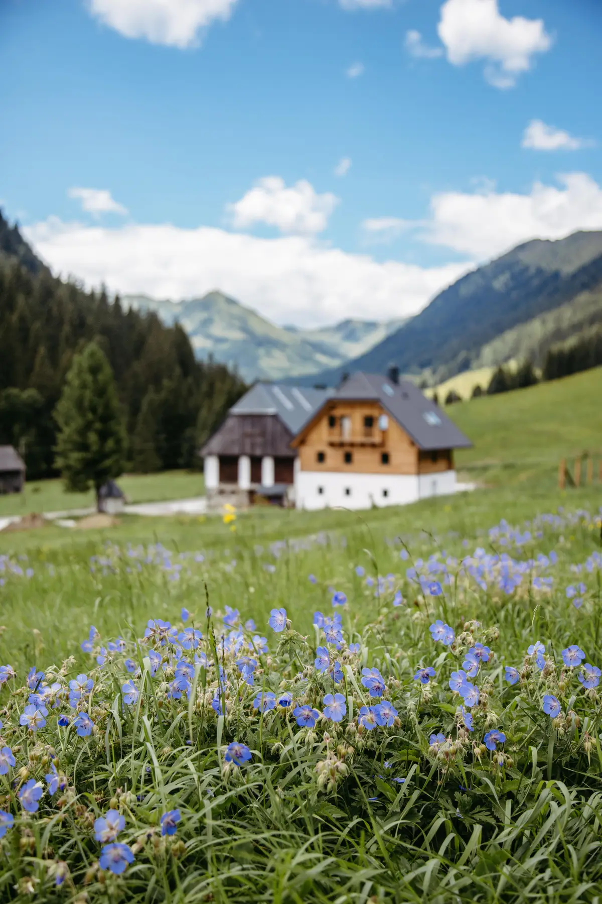 Detox Almhaus Sommer 2026