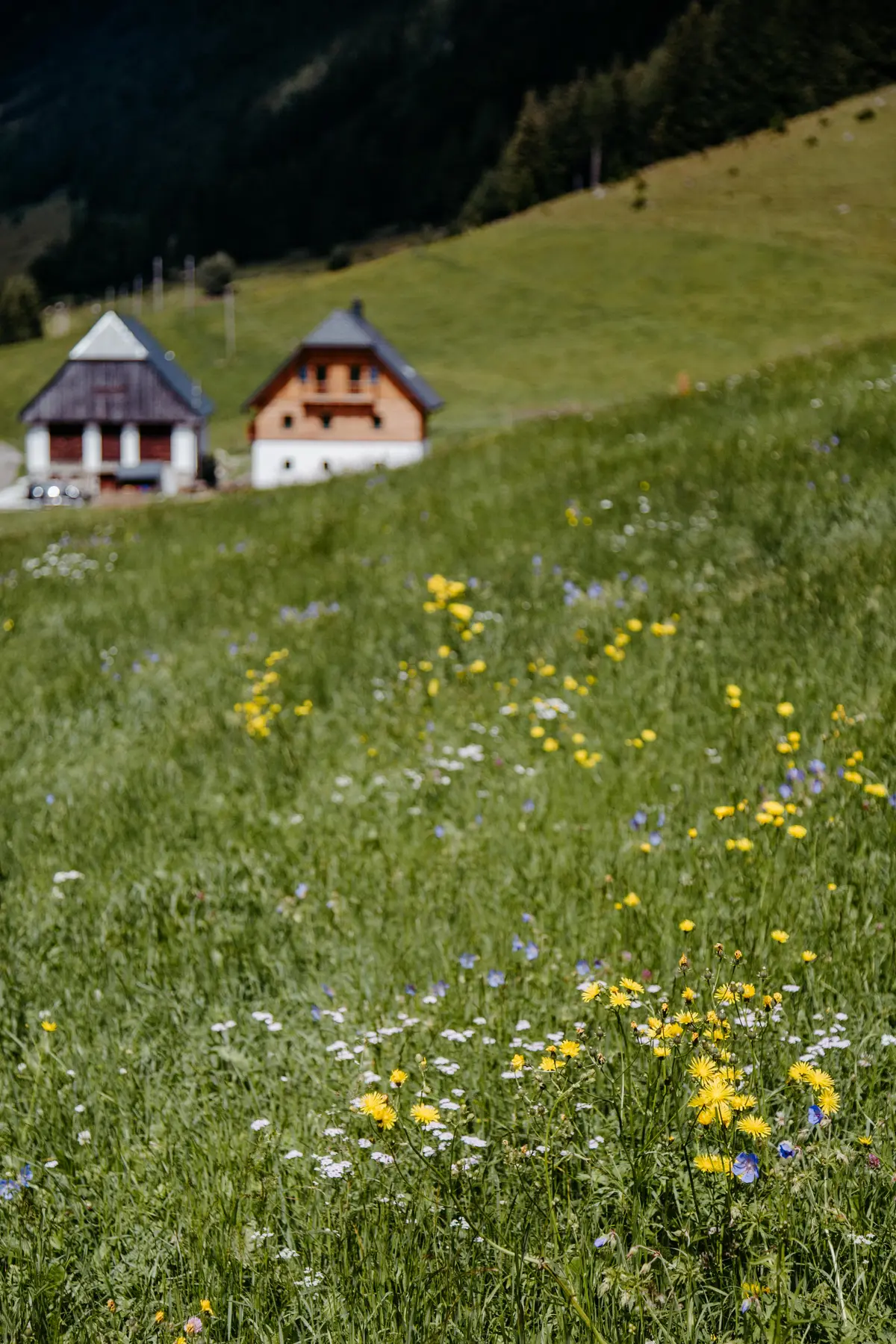Detox Almhaus Summer 2026