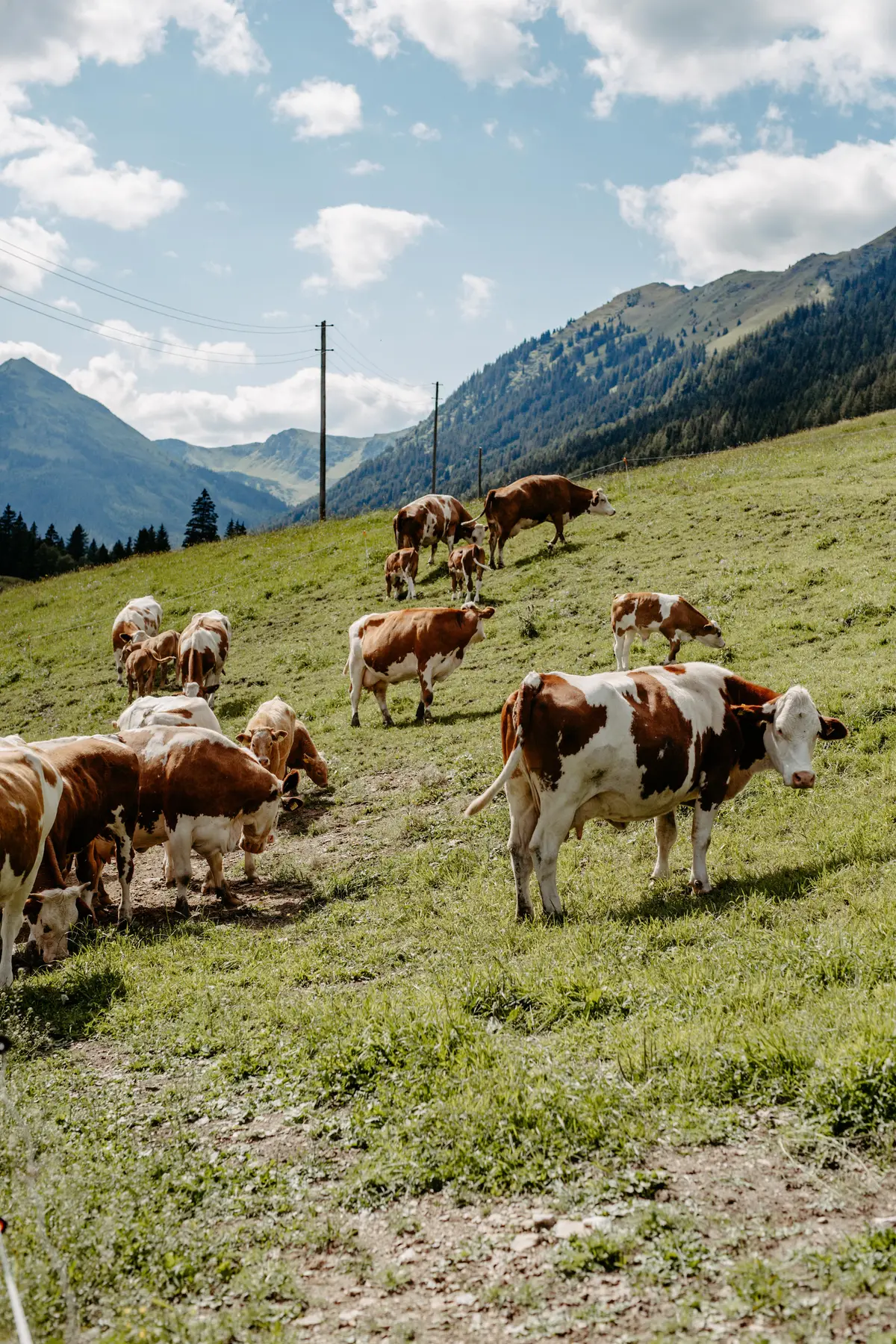 Detox Almhaus Sommer 2026